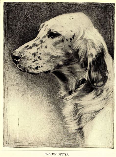1935 Antique English Setter Dog Art Print Malcolm Nicholson Etsy
