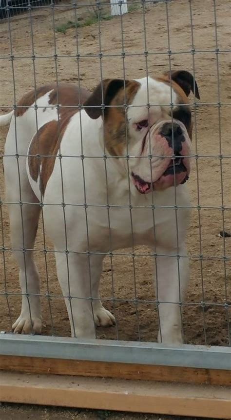 This breeds coat is white or white with patches that are either red (i.e. Johnson American Bulldog For Sale -- American Bulldog Puppies