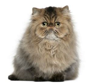 Tortoiseshell cats have a mix of a eumelanin colour with the corresponding phaeomelanin colour. Persian Cat Breed Information and Photos | ThriftyFun