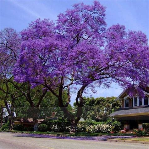 Top 10 Fastest Growing Trees In The World Fast Growing Trees