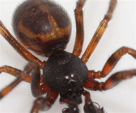 Male Steatoda Spider The Backyard Arthropod Project