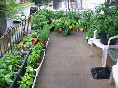 Use a 12cm plant pot and pot the courgette plant on into a bigger pot. Captive Roots: Zucchini in Containers: Some Thoughts for a Rainy Day