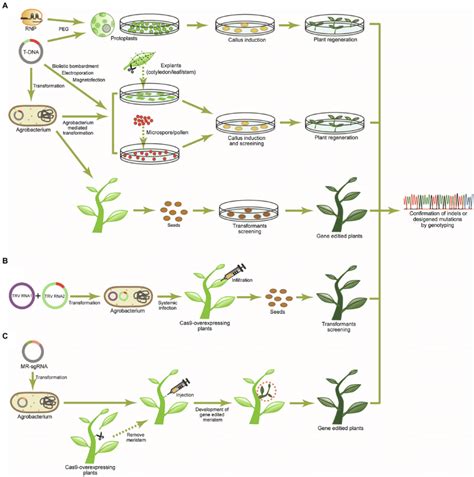 Strategies For Delivery Of The Crispr Cas System Into Plants A The