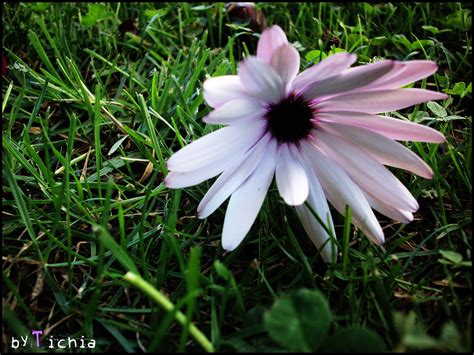 Sad Flower Carolina Melo Flickr