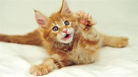 Cute Little Red Maine Coon Cat With Gray Eyes Wallpapers