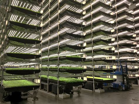What Will It Really Take For Vertical Farms To Succeed The Counter