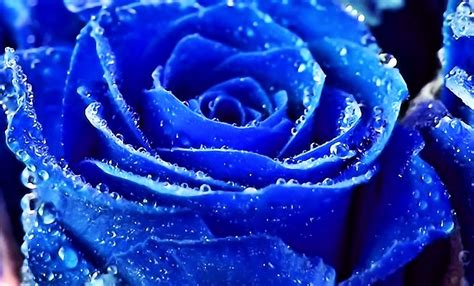 Natural Beautiful Blue Rose Flowers Wallpapers The Rare Blue Rose