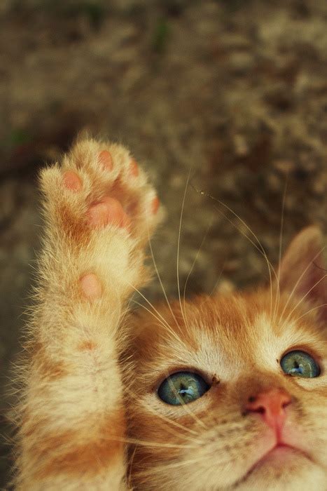Cat Photography Animals Cute Tumblr Hipster High Five