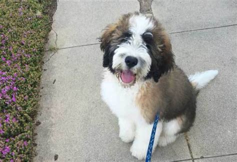 But before we list the most reputable st berdoodle breeders, let us have a quick introduction about this adorable dog. The Pros And Cons Of A True Saint Berdoodle