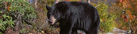 Black Bear Color Phases North American Bear Centernorth American Bear