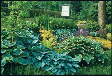 Perennials such as ferns, hostas, and shrubs are another great way to improve your yard without breaking the bank. Hostas 101 - Southern Living