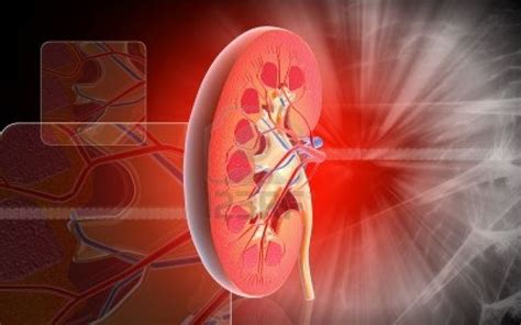 Symptoms Causes And Treatment For Floating Kidney Ebuddynews