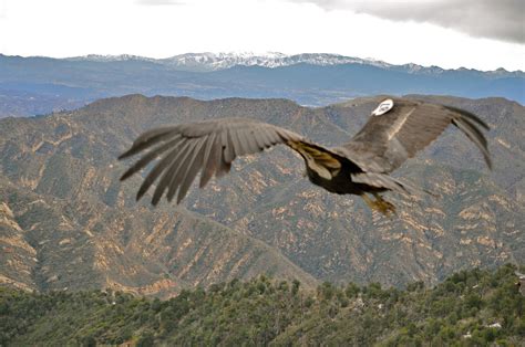 Theres Another California Condor Chick In The World Audubon California