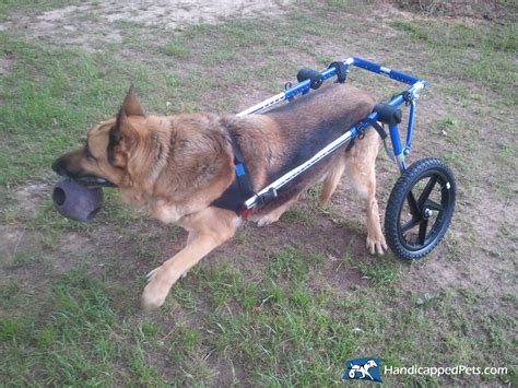 Around 8 to 9 weeks somtimes you can feel an actual paw or nose touching the sides of her belly. Dog Wheelchair Walkin' Wheels | Dog Wheelchairs, Dog Carts, Handicapped Pets Canada