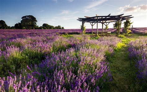 1373857 Lavender Flower Field Scenery Landscape 4k Rare Gallery