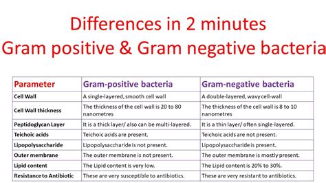 Major Difference Between Gram Positive And Gram Negative Bacteria My Xxx Hot Girl