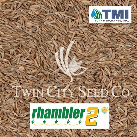 Rhambler Ii Turf Type Tall Fescue Twin City Seed Company
