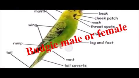Look for a small raised area, almost like a tiny button, approximately 1/4 inch below the umbilical stump. Budgie gender male or female - YouTube