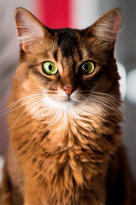 Picture Of Somali Cat Staring At The Camera Cats