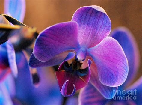 Purple Moth Orchid Photograph By Nancy Mueller Pixels