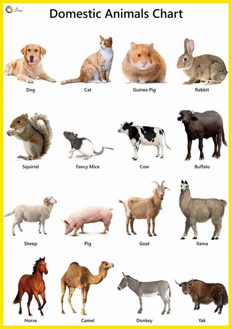 Pet Animals Name Chart Pet Spares