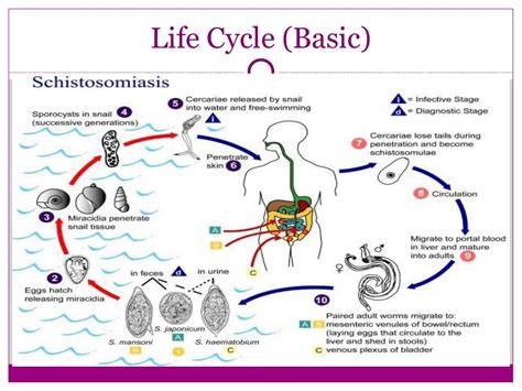 Genitourinary Schistosomiasis