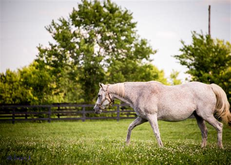 Horses Of Kentucky Juanj Flickr