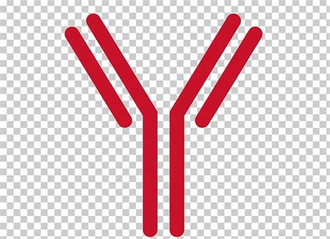 Antibody Png 20 Free Cliparts Download Images On Clipground 2024