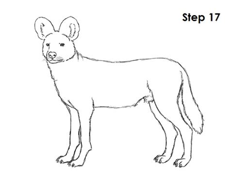 How To Draw An African Wild Dog