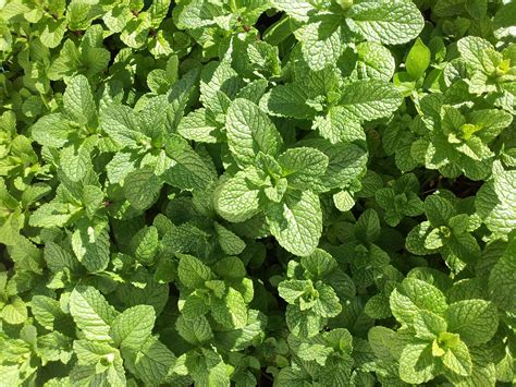 The meaning and symbolism of the word - «Mint (plant)»