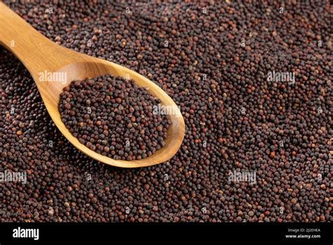 Brassica Nigra Black Mustard Seeds Or Ajenabe Stock Photo Alamy