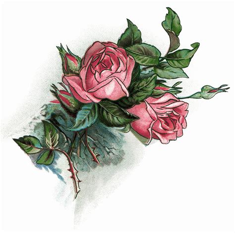 Free Roses Images Free Download Free Roses Images Free Png Images
