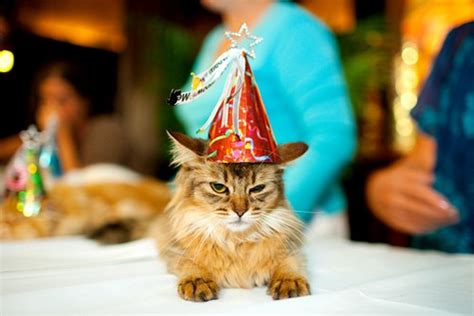 Cat Friday Cats In Hats Bloglander