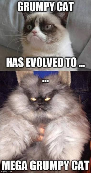 Mega Grumpy Cat Funny Grumpy Cat Memes Grumpy Cat Quotes Grumpy Cat