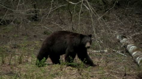 Black Bear Encounter North Cascades National Park 2017 Youtube