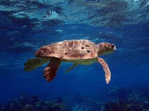 Sea Turtle Conservation Program Oceanic Society