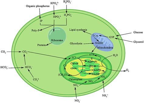 Schematic Of Metabolic Pathways For Assimilation Of Carbon Nitrogen