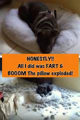 Dog Pillow Exploded Images
