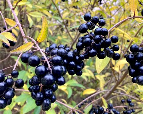 Black Privet Berries With Leaves Of Ligustrum Vulgare 19640369 Stock