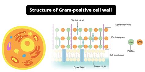 Structure Of Gram Positive Cell Wall
