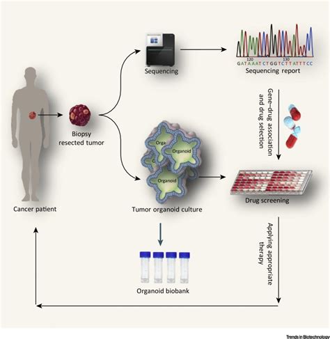 Personalized Cancer Medicine An Organoid Approach Trends In Biotechnology