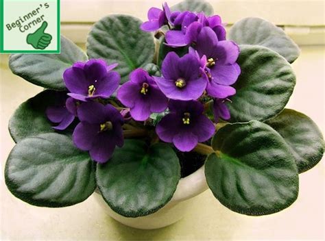 How To Grow Beautiful African Violets Laidback Gardener