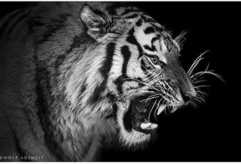 Fotografías de animales en Blanco y Negro: Maestros para posar | Mascotas