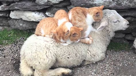 Three Kittens Cuddling On A Sheep In Ireland Youtube
