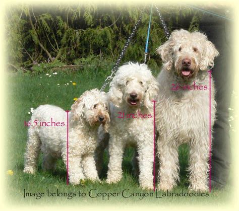Simply double their weight at 6 months of age. Australian Labradoodle Information | Puppy Resources in ...