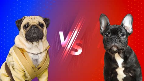 Comparing Breeds Pug Vs Frenchie