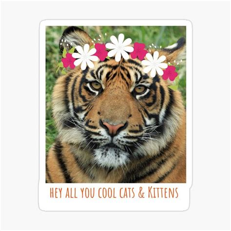 Hey All You Cool Cats And Kittens Pretty Tiger Big Cat Sticker By Sotrendy Cats And Kittens