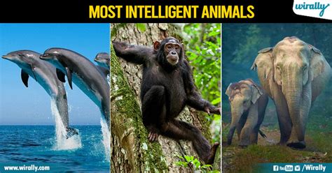 Top 10 Most Intelligent Animals In The World Wirally