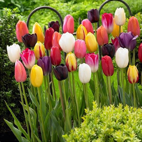 Bloomsz Single Late Tulip Mix Flower Bulb 10 Pack