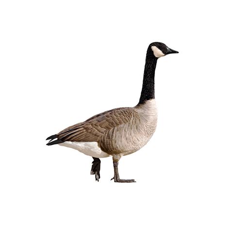 Also, canadian geese flap their wings a lot which is very mean if you're seated behind them in a movie theater. Les bernaches du Canada